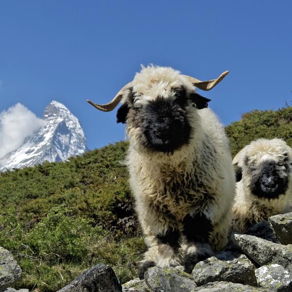 Mouton nez noir à Zermatt avec le Cervin derrière, Valais, Suisse